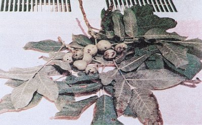 Ceviz antraknoz hastalığının yaprak ve meyvelerdeki belirtileri.